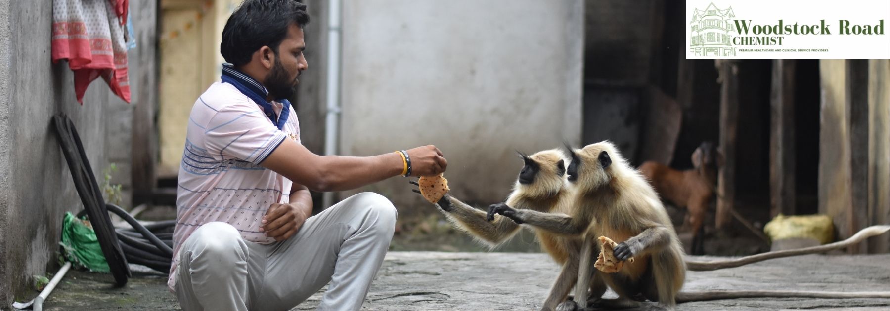 traveller feeding monkeys rabies risk